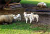 Sheep2001.jpg (53032 bytes)